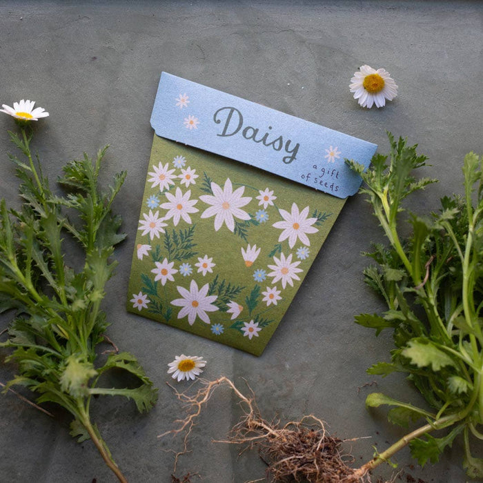 Sow 'n Sow Daisy Gift of Seeds 3yrs+