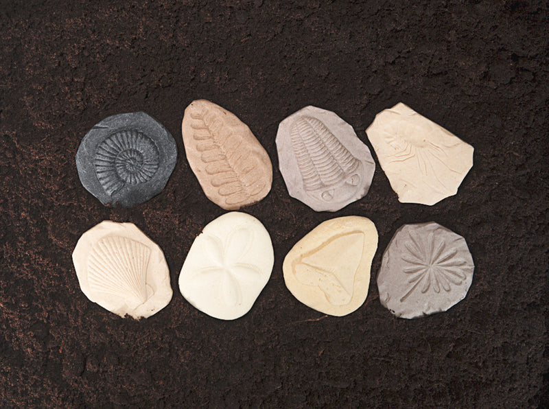 Yellow Door Let’s Investigate Fossils Set of 8 Sensory Stone Playdough Sand Toys Dinosaur toy Sensory Toys Developmental Toys for Toddlers Gifts Idea Dinosaur and Dragon Theme 2yrs+