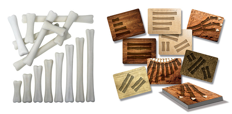 Yellow Door Dinosaur Bones Match and Measure Set with Activity Cards Dinosaur toy Early Science and Math Games for Kids STEM Toys Dinosaur and Dragon Theme 3yrs+