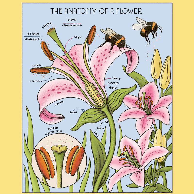 Nature Explained A Family Guide to 20 Nature Cycles (Hardcover) by Helen Brown Magic Cat