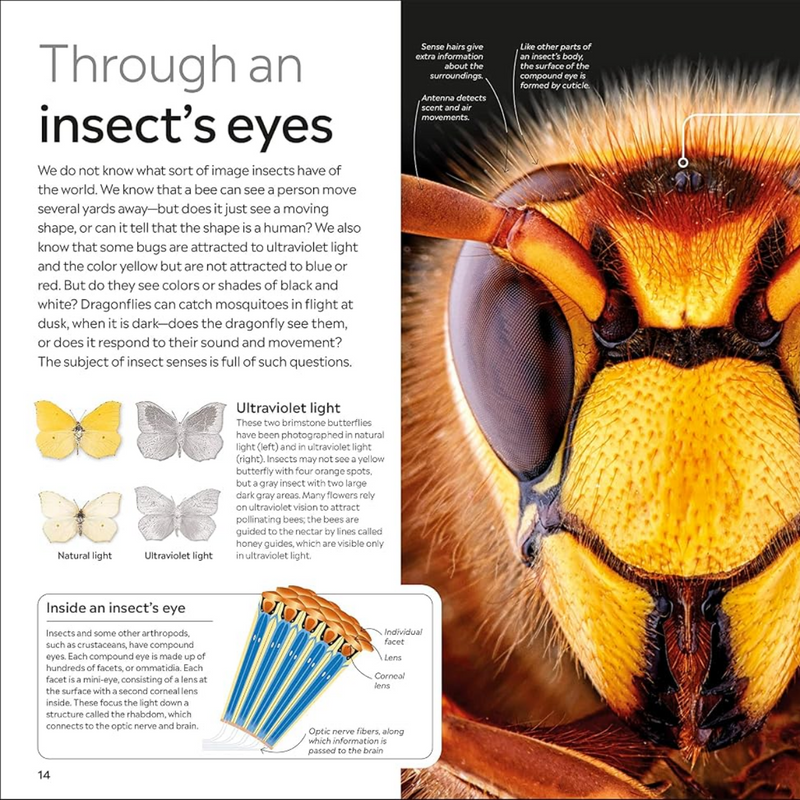DK Eyewitness: Insect (Paperback) by DK STEM Science Facts Book