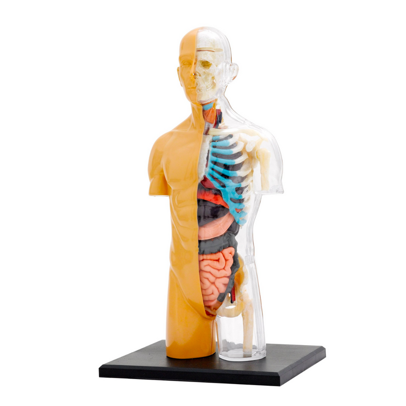 Human Body Anatomy Model Kit Early Science STEM Toys Best Seller 8yrs+