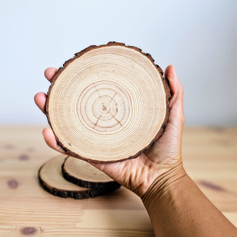 Wood Slices Each 12-14cm Diameter Wooden Nature Play Tools and Toys 3yrs+