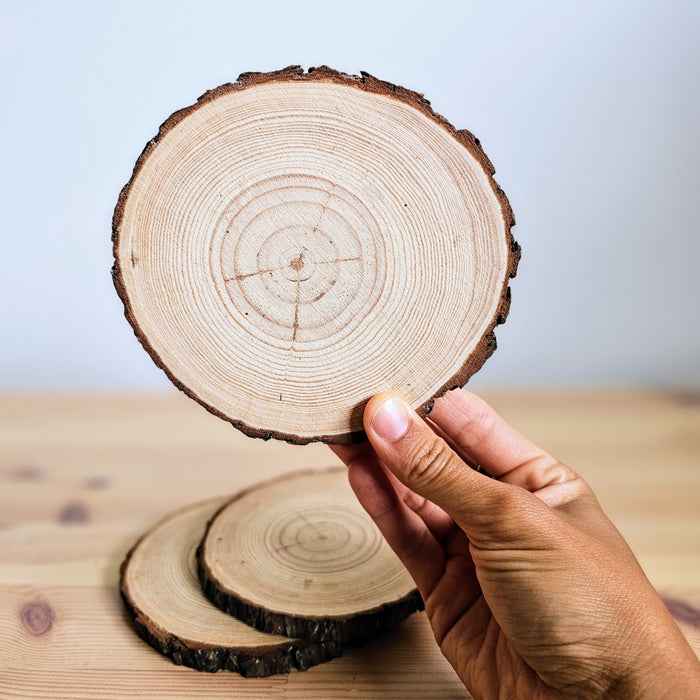 Wood Slices Each 12-14cm Diameter
