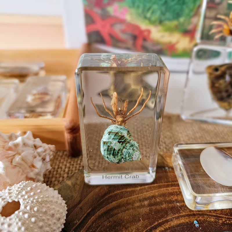 Mini Beasts Ocean Large Set by Knowledge Builder Early Science STEM Toys 3yrs+