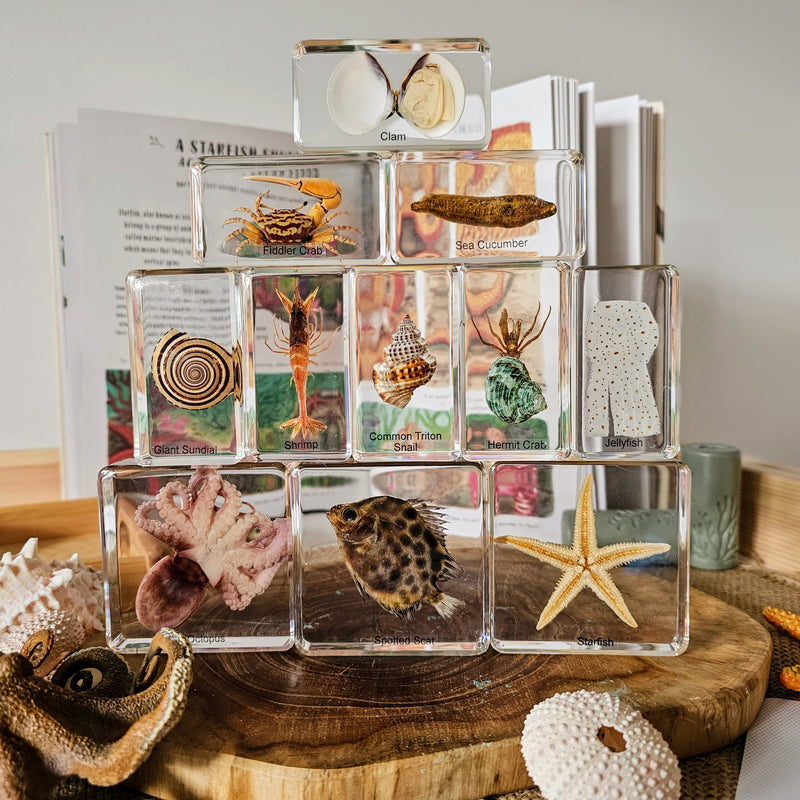 Mini Beasts Ocean Large Set by Knowledge Builder Early Science STEM Toys 3yrs+