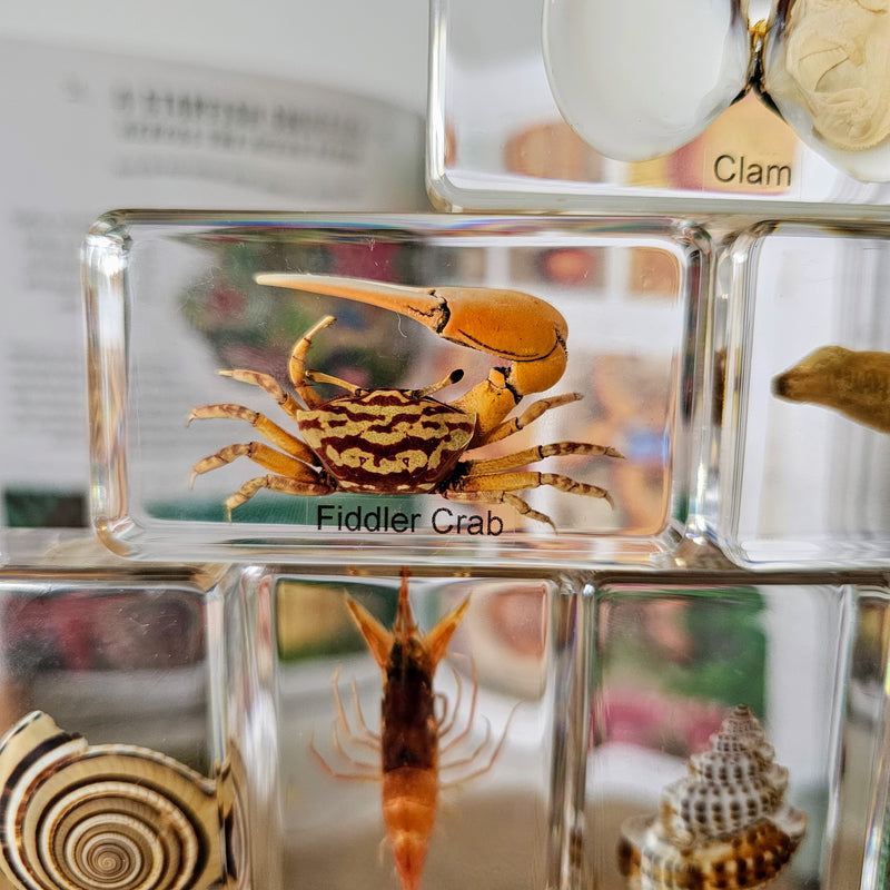 Mini Beasts Ocean Large Set by Knowledge Builder Early Science STEM Toys 3yrs+