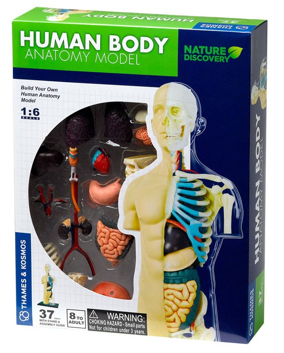 Human Body Anatomy Model Kit Early Science STEM Toys Best Seller 8yrs+