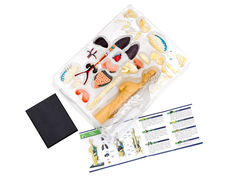 Human Body Anatomy Model Kit Early Science STEM Toys Best Seller 8yrs+