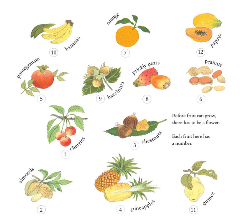 How Does My Fruit Grow? (Hardcover) By Gerda Muller Kids Book