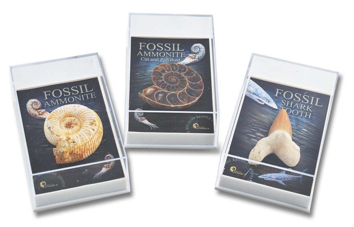 Fossil Box Set Individual Fossil Box Crystal & Mineral — My Playroom