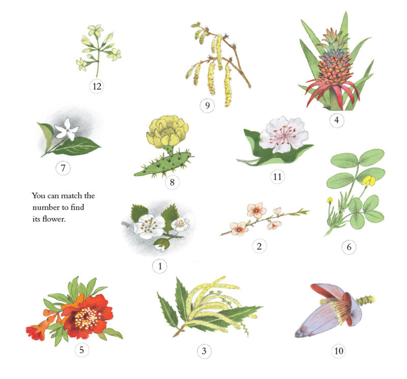 How Does My Fruit Grow? (Hardcover) By Gerda Muller Kids Book