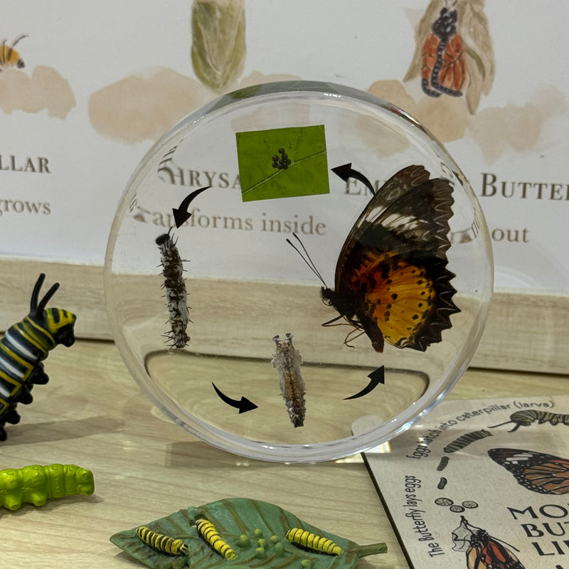 Mini Beasts Life Cycle of a Butterfly Specimens ROUND Set 1pcs By Knowledge Builder Science Range Early Science STEM Toys 6yrs+