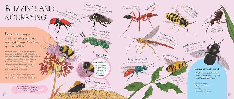 Minibeasts Under the Magnifying Glass (Hardcover) by Rosie Neave 5yrs+