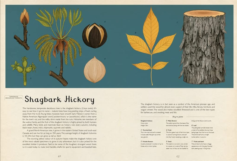 Arboretum (Hardcover): Nature Kids Picture Book