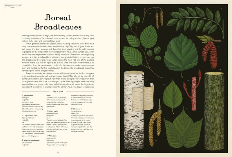 Arboretum (Hardcover): Nature Kids Picture Book