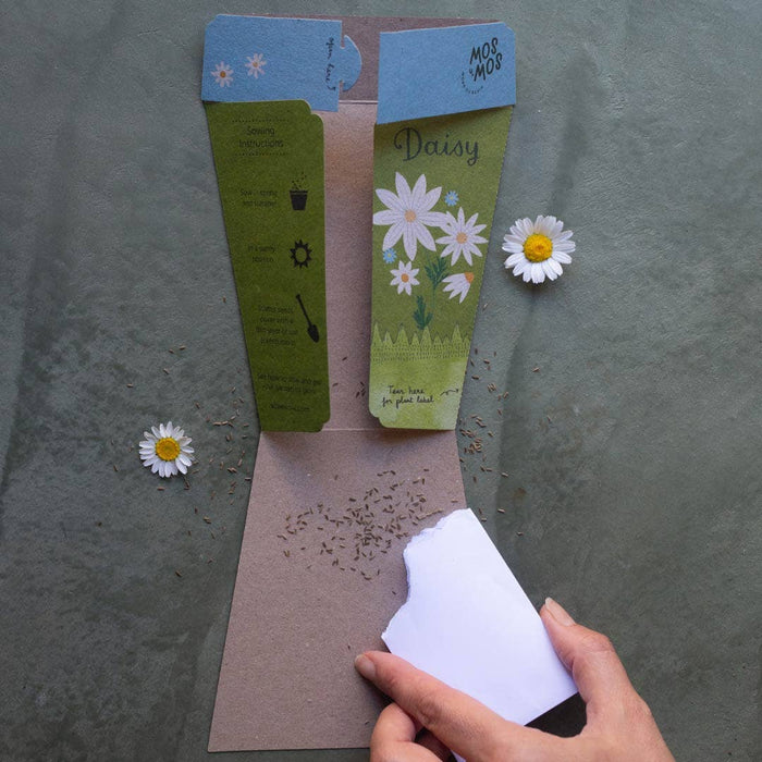 Sow 'n Sow Daisy Gift of Seeds 3yrs+