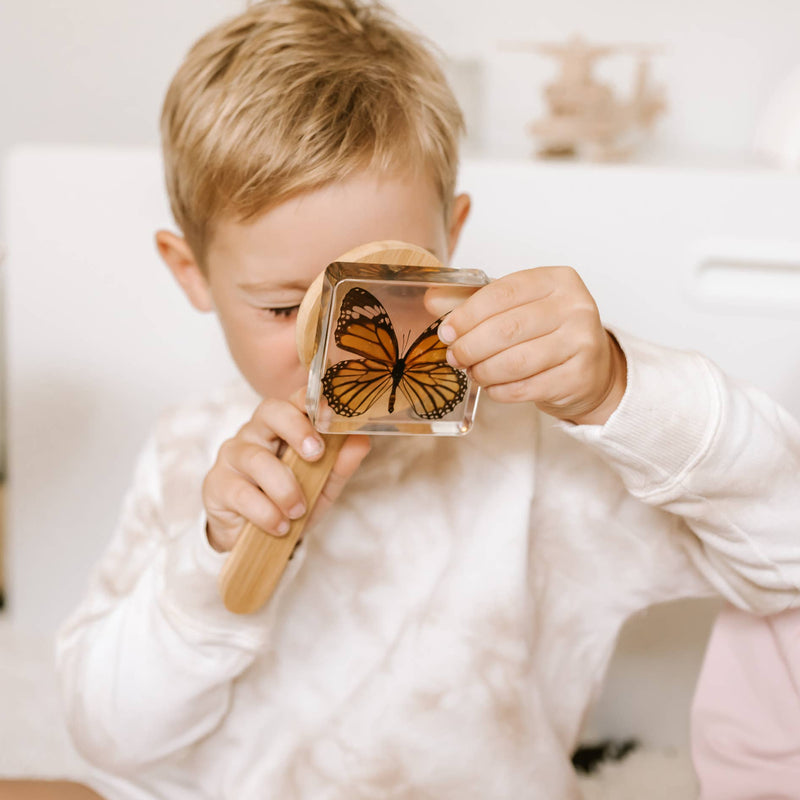 Common Tiger Butterfly Specimen 1pc by Our Earth Life Science Range Early Science STEM Toys 3yrs+