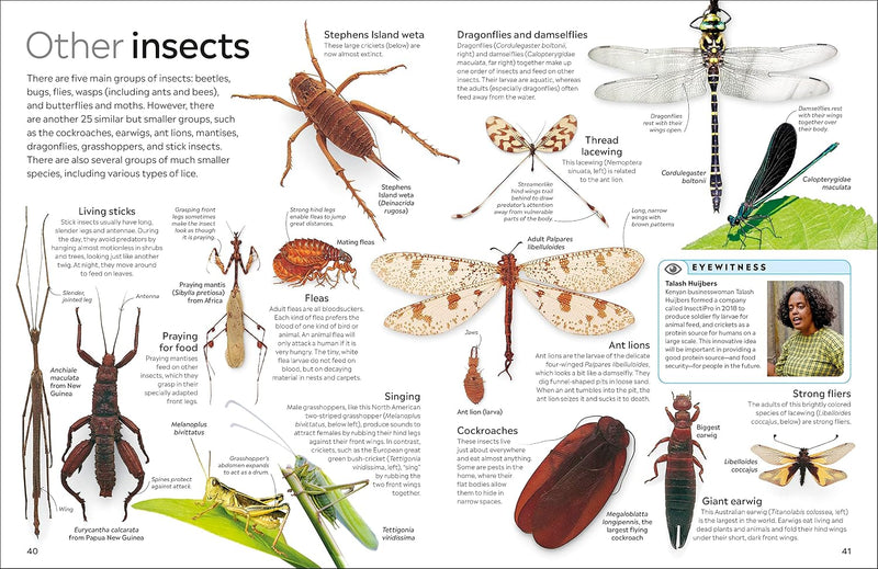 DK Eyewitness: Insect (Paperback) by DK STEM Science Facts Book