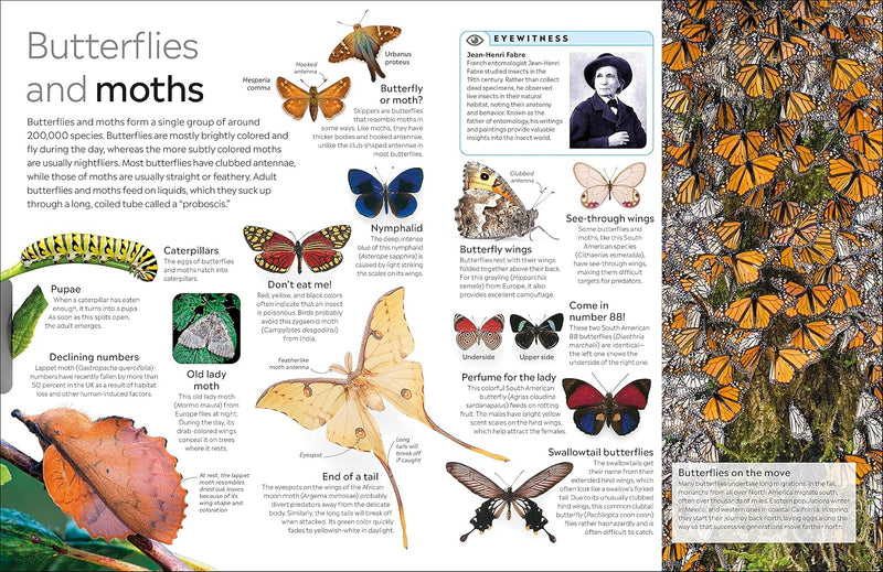 DK Eyewitness: Insect (Paperback) by DK STEM Science Facts Book