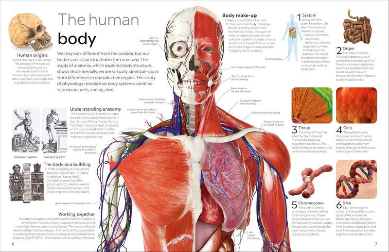 DK Eyewitness Human Body (Paperback) by DK STEM Science Facts Book