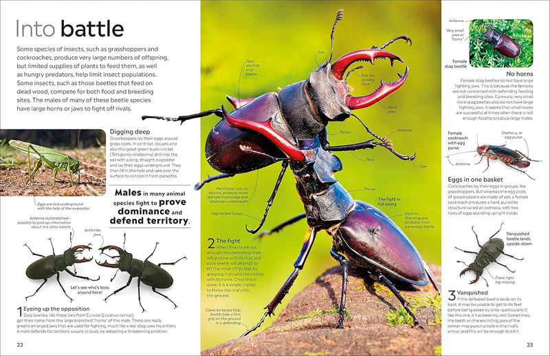 DK Eyewitness: Insect (Paperback) by DK STEM Science Facts Book
