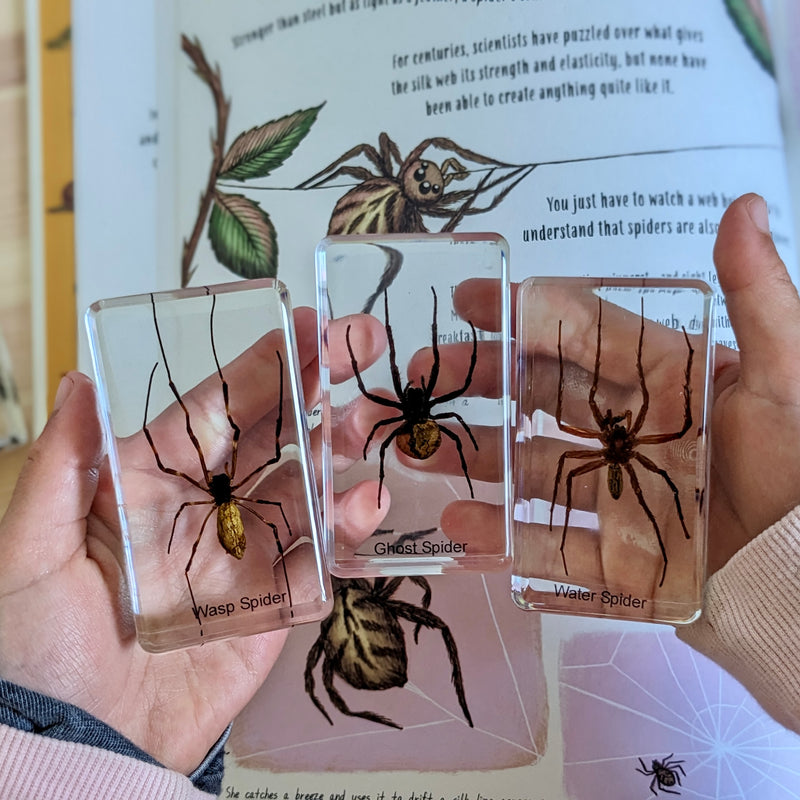 Mini Beasts Insects and Spiders Specimens Large Set 15pc Best Seller By Knowledge Builder Science Range Early Science STEM Toys 6yrs+