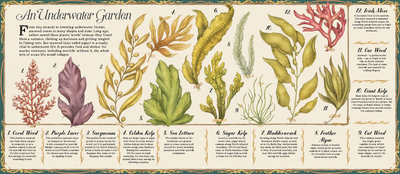 A Natural History of Mermaids (Hardcover) by Emily Hawkins & Jessica Roux 5yrs+