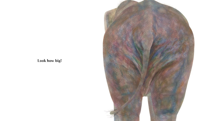 Animals Brag About Their Bottoms (Board Book) Kids Picture Book