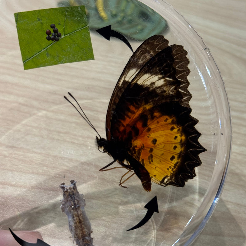 Mini Beasts Life Cycle of a Butterfly Specimens ROUND Set 1pcs By Knowledge Builder Science Range Early Science STEM Toys 6yrs+