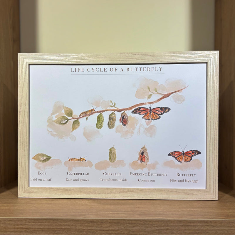 Life Cycle of A Butterfly Poster by Bloomia A3 Premium Matte Paper Art Print