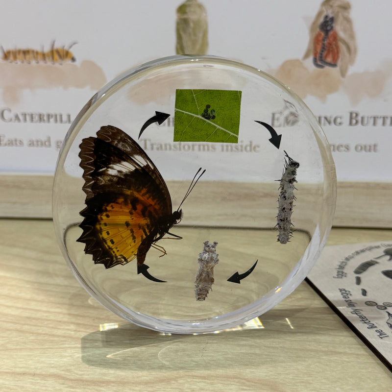 Mini Beasts Life Cycle of a Butterfly Specimens ROUND Set 1pcs By Knowledge Builder Science Range Early Science STEM Toys 6yrs+