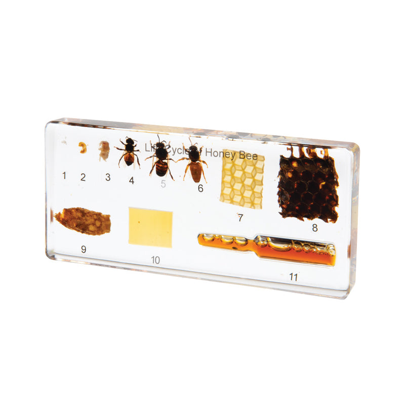Mini Beasts Life Cycle of a Honey Bee Specimens BIG BLOCK Set 1pc By Knowledge Builder Science Range Early Science STEM Toys 6yrs+