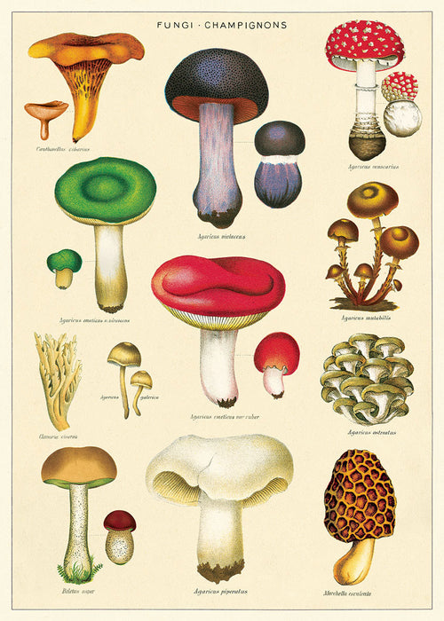 Playroom Poster - Mushrooms