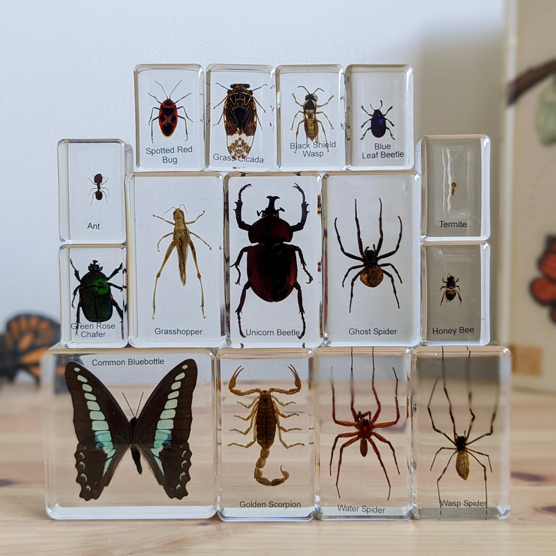 Mini Beasts Insects and Spiders Specimens Large Set 15pc Best Seller By Knowledge Builder Science Range Early Science STEM Toys 6yrs+