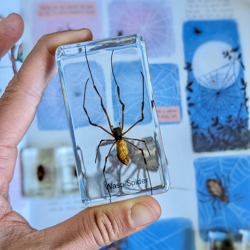 Mini Beasts Insects and Spiders Specimens Large Set 15pc Best Seller By Knowledge Builder Science Range Early Science STEM Toys 6yrs+