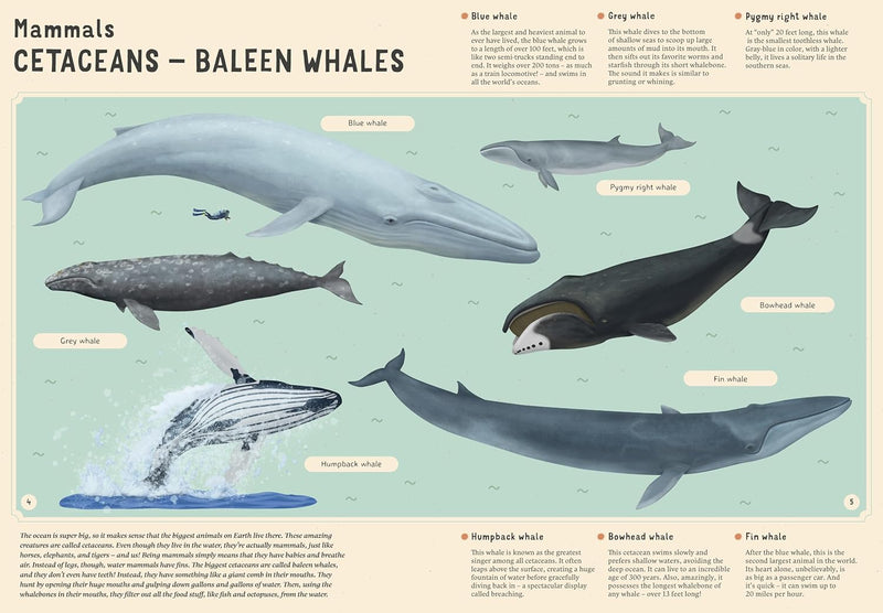 Ecyclopedia of Undersea Life (Hardcover) by Bohdana Jarosova and Tomas Tuma Ocean Life Book