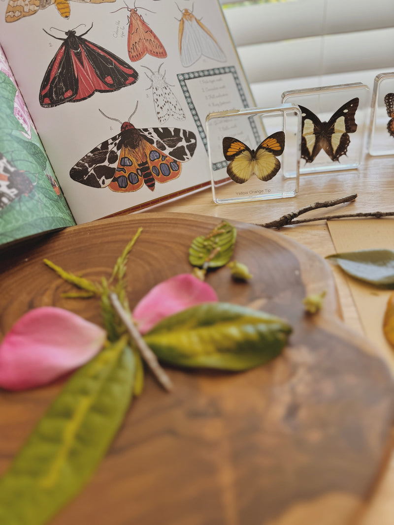 Mini Beasts Butterfly Specimens Basic Set 4pc By Knowledge Builder Science Range Early Science STEM Toys Best Seller 6yrs+