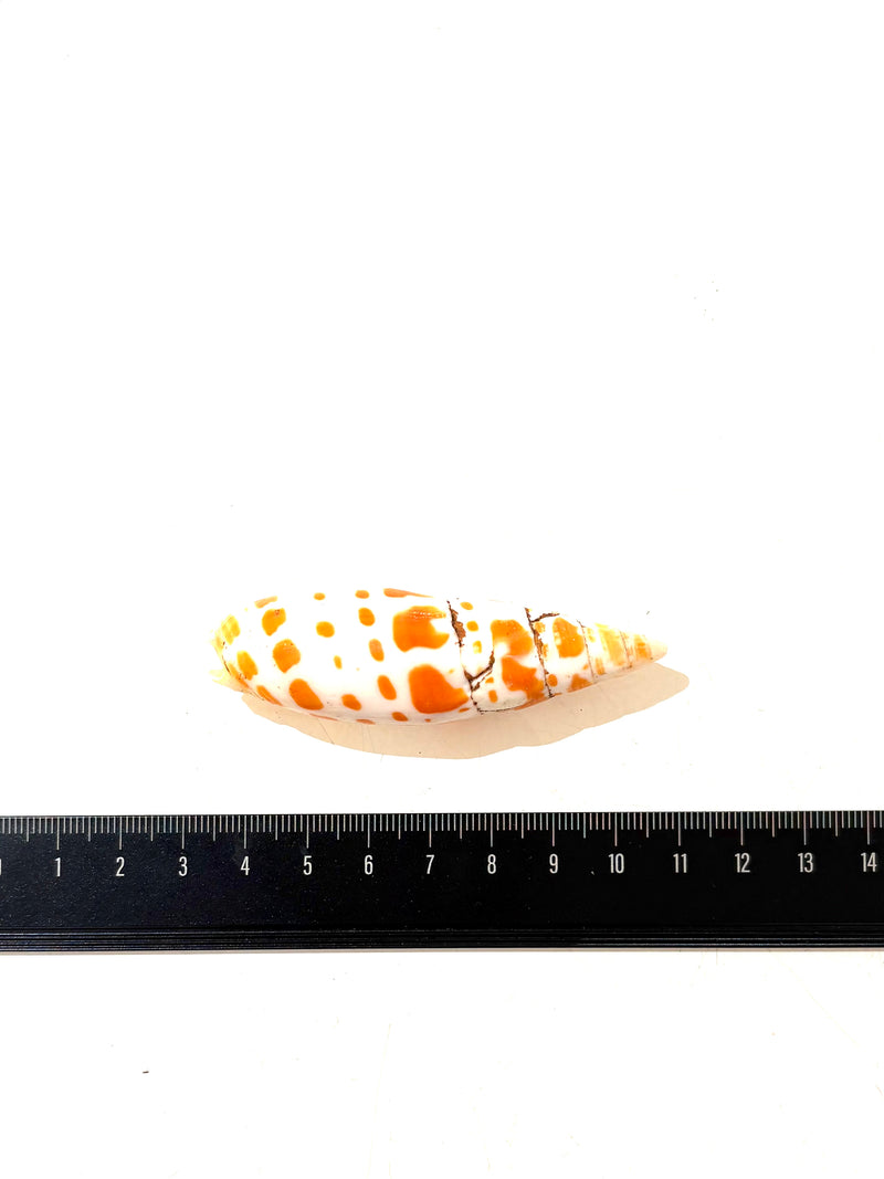 Papoose Natural Large Junonia Shell 1 Piece Nature Play Tools and Toys 3yrs+