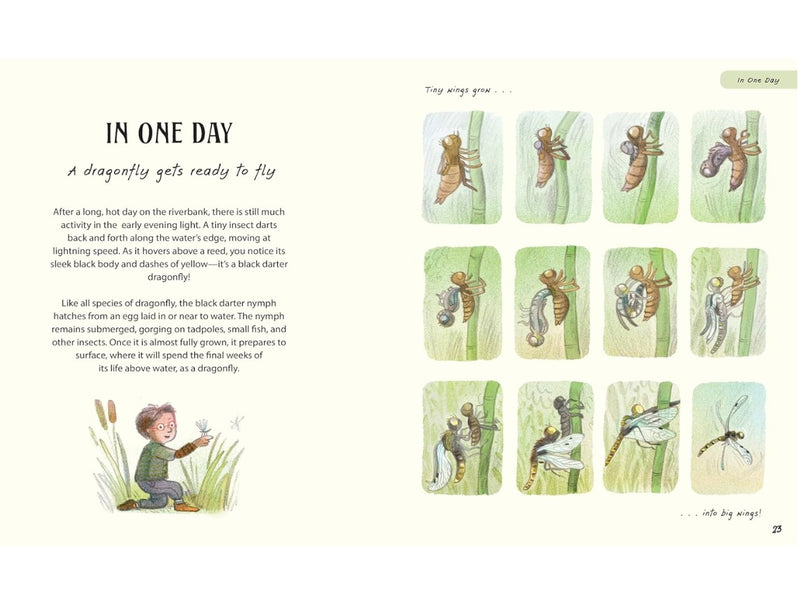 Patience… A Slow Down Book (Hardcover) by Rachel Williams and Leonie Lord: Discover How the Best Things in Life Take Time