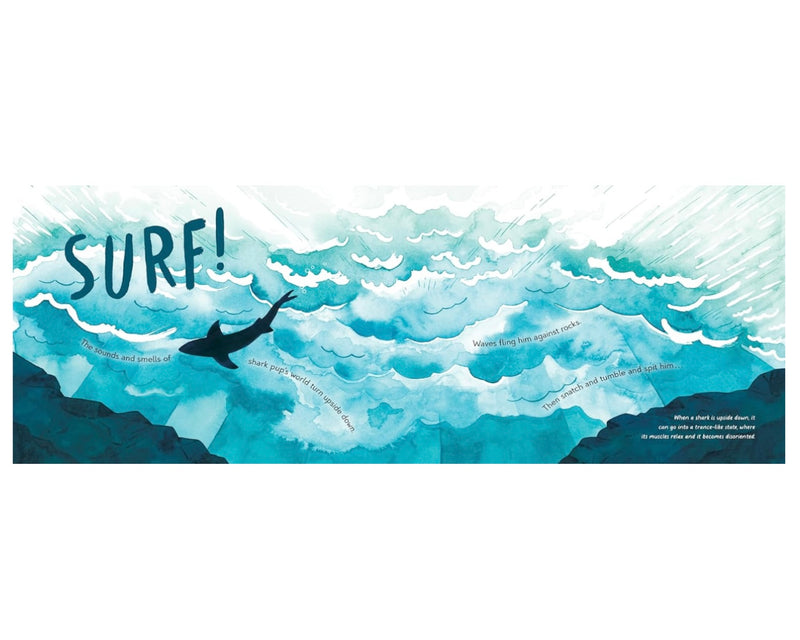 Saving Shark Pup (Hardcover) by Sharon Dalgleish and Amandine Thomas