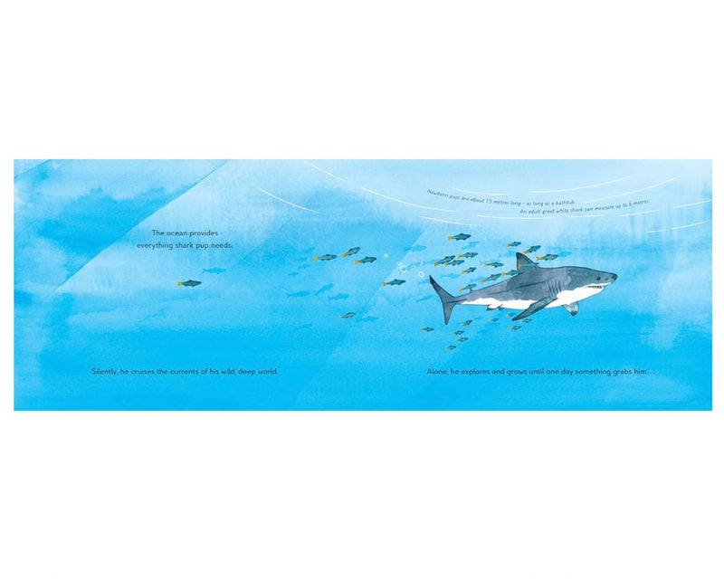 Saving Shark Pup (Hardcover) by Sharon Dalgleish and Amandine Thomas