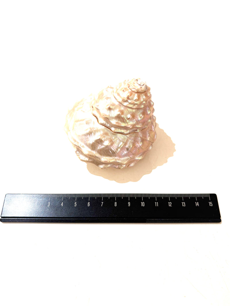 White Pearl Frilly Shell Each 5.5cm-7.5cm Ocean Sensory Nature Play Tools and Toys