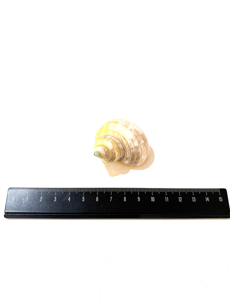 Papoose Natural Telempu Shell 1 Piece Nature Play Tools and Toys 3yrs+