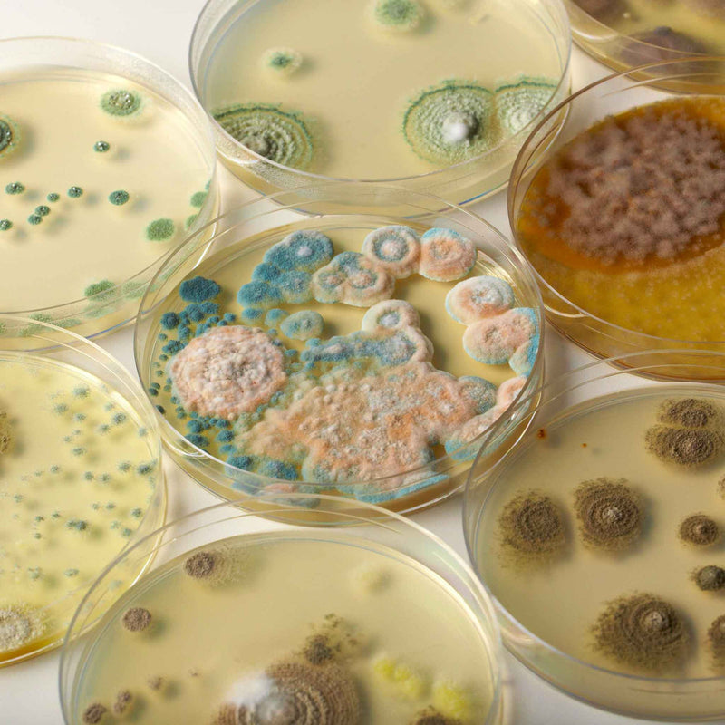 Heebie Jeebies Revolting Science Microbial world of Bacteria Grow STEM Toys Early Science STEM Toys Gifting Idea for 8yrs+