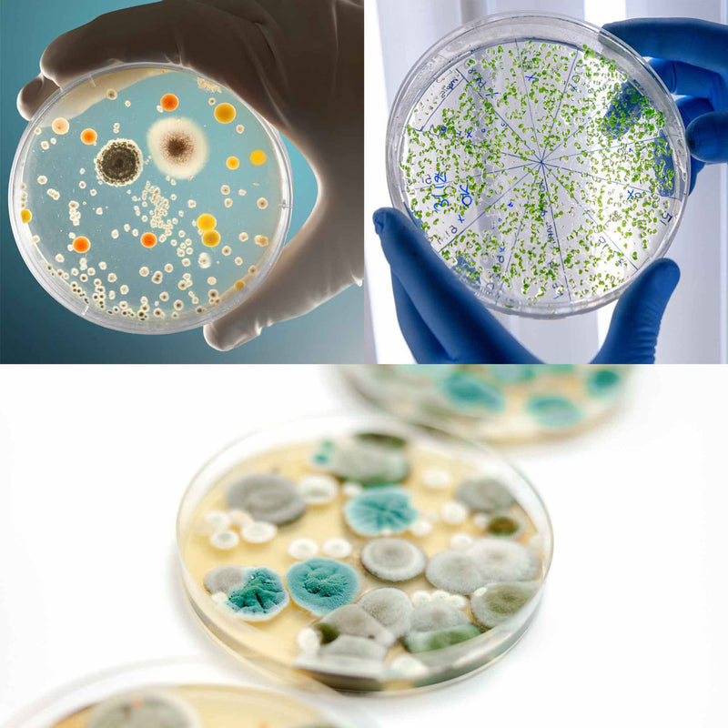 Heebie Jeebies Revolting Science Microbial world of Bacteria Grow STEM Toys Early Science STEM Toys Gifting Idea for 8yrs+