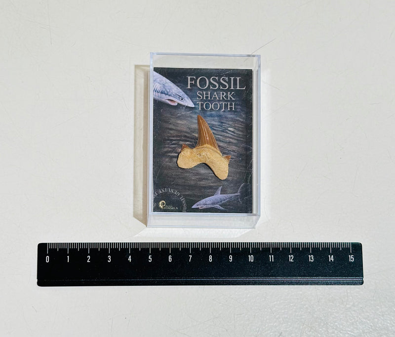 Individual Fossil Box Crystal & Mineral