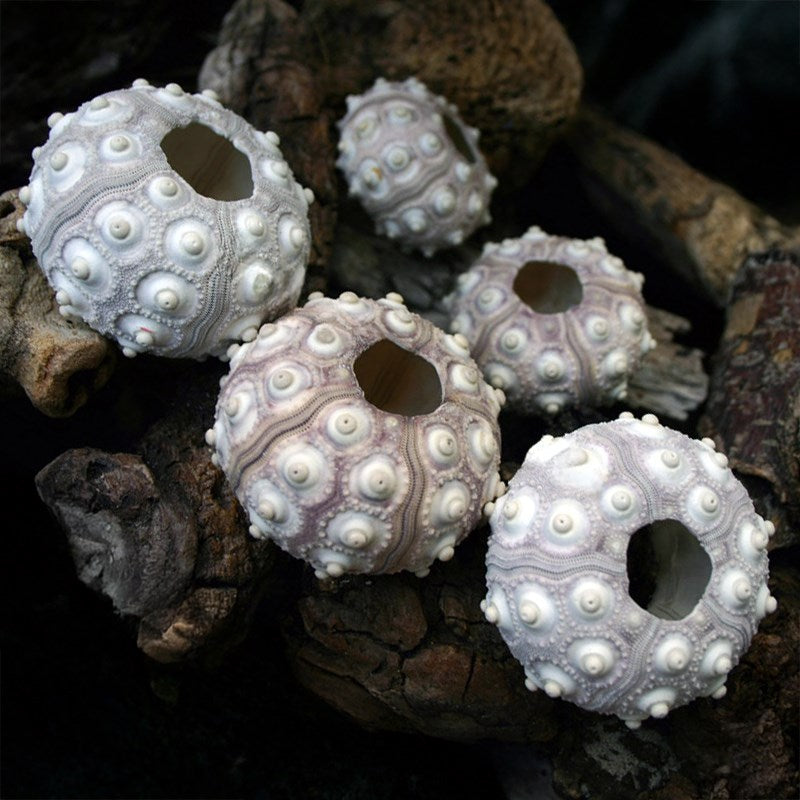 Sea Urchin Sputnik Lilac Shell 4cm-6cm EACH Ocean Sensory Nature Play Sea Shell Collection