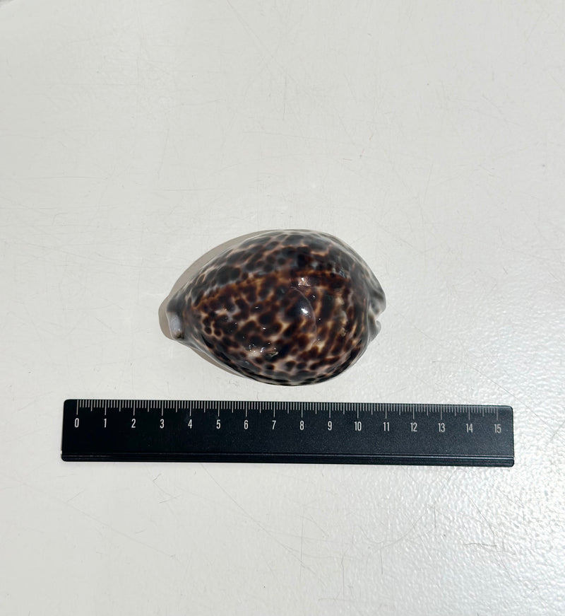 Papoose Natural Large Kowok Shell 1 Piece Nature Play Tools and Toys 3yrs+