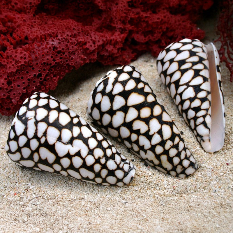 Marbled Cone Shell Each 10cm Ocean Sensory Nature Play Sea Shell Collection